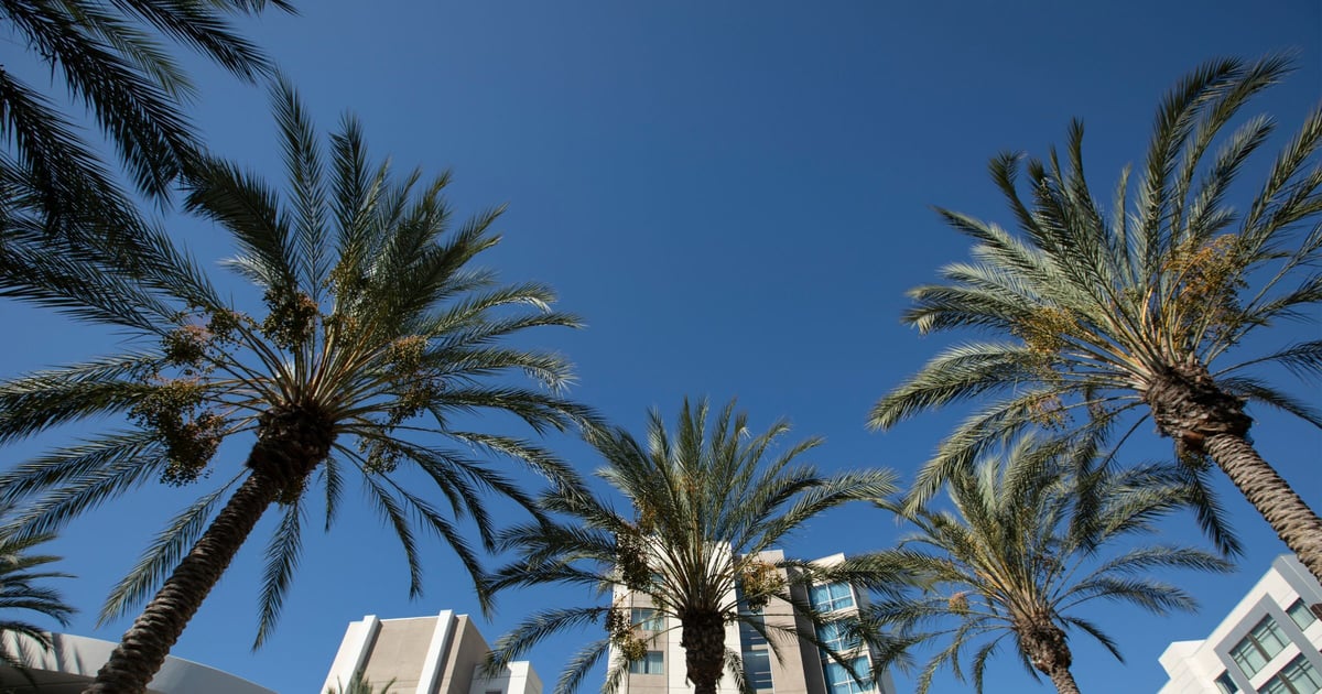 Palm trees near Marbella Anaheim